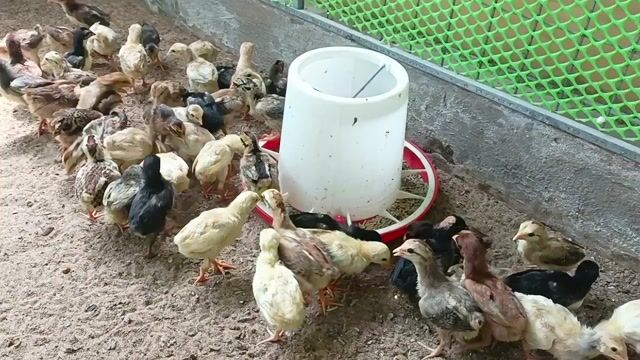 Gà Thái Mỹ giống 20 ngày tuổi. Mua bán Gà tại Thành phố Sóc Trăng Sóc Trăng được đăng bởi Tiền Gà  hình 1