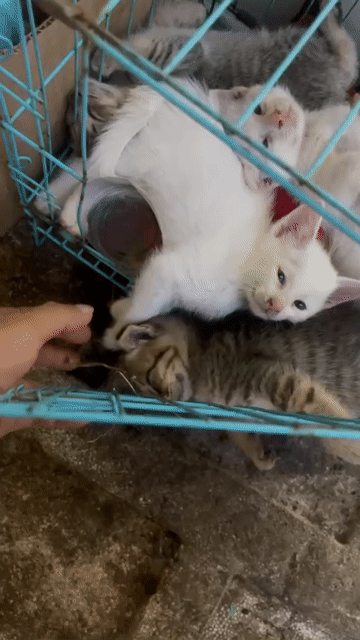 Mèo Anh lai trắng. Mua bán Mèo tại Thành phố Thủ Đức Tp Hồ Chí Minh được đăng bởi Hiền hình 1