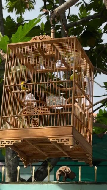 Chim hút mật 1 mùa. Mua bán Chim tại Thành phố Long Xuyên An Giang được đăng bởi Hoàng Nhã hình 1