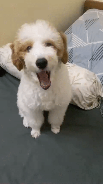 Chó Poodle. Mua bán Chó tại Quận Tây Hồ Hà Nội được đăng bởi Gia Hân hình 1
