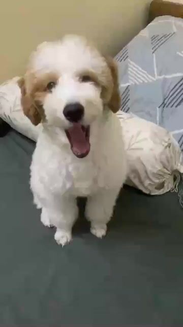 Chó Poodle. Mua bán Chó tại Quận Tây Hồ Hà Nội được đăng bởi Gia Hân hình 1