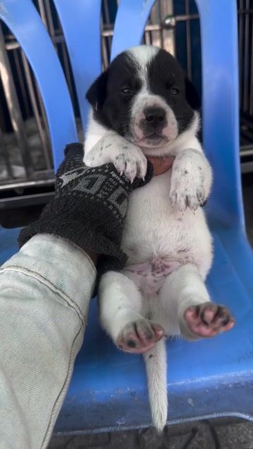 Chó bò sữa dễ thương nè. Mua bán Chó tại Quận 8 Tp Hồ Chí Minh được đăng bởi tân hình 1