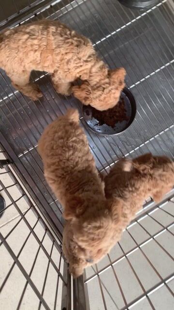 ❤️ Chó Poodle 💚 Teacup đực Cái gần  2 tháng. Mua bán Chó tại Quận 8 Tp Hồ Chí Minh được đăng bởi Cửa Hàng Thanh Lý Đồ Cũ Mới hình 1