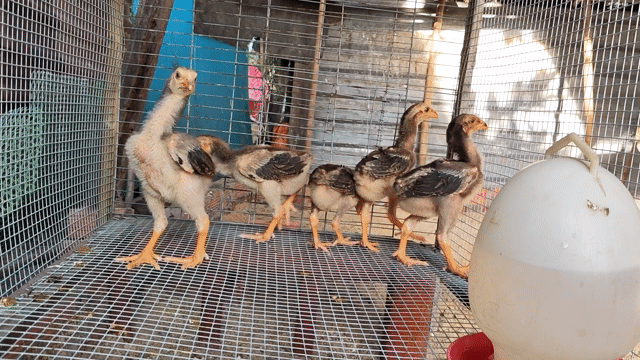 Gà chọi trống 0.5kg. Mua bán Gà tại Huyện Củ Chi Tp Hồ Chí Minh được đăng bởi Gà Tre Gà Nòi Gà Cảnh Củ Chi hình 1