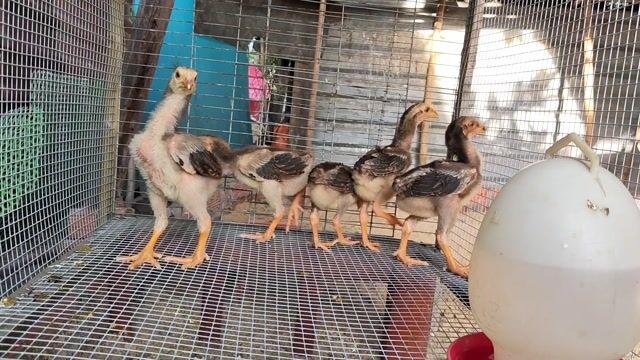 Gà chọi trống 0.5kg. Mua bán Gà tại Huyện Củ Chi Tp Hồ Chí Minh được đăng bởi Gà Tre Gà Nòi Gà Cảnh Củ Chi hình 1