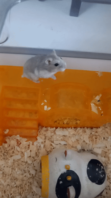 Chuột Hamster Winter White Cái Nhiều màu. Mua bán Thú cưng khác tại Huyện Nhơn Trạch Đồng Nai được đăng bởi Trang hình 1