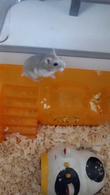Chuột Hamster Winter White Cái Nhiều màu. Mua bán Thú cưng khác tại Huyện Nhơn Trạch Đồng Nai được đăng bởi Trang hình 1