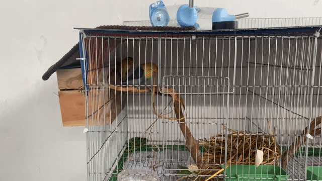 Vẹt Lovebird  Sinh sản. Mua bán Chim tại Huyện Hóc Môn Tp Hồ Chí Minh được đăng bởi Nguyễn Tuyên hình 1