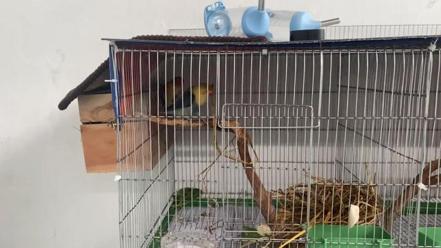 Vẹt Lovebird  Sinh sản. Mua bán Chim tại Huyện Hóc Môn Tp Hồ Chí Minh được đăng bởi Nguyễn Tuyên hình 1