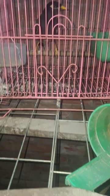 Chim Sáo nâu trưởng thành tập nói. Mua bán Chim tại Thị xã Bình Minh Vĩnh Long được đăng bởi T hình 1