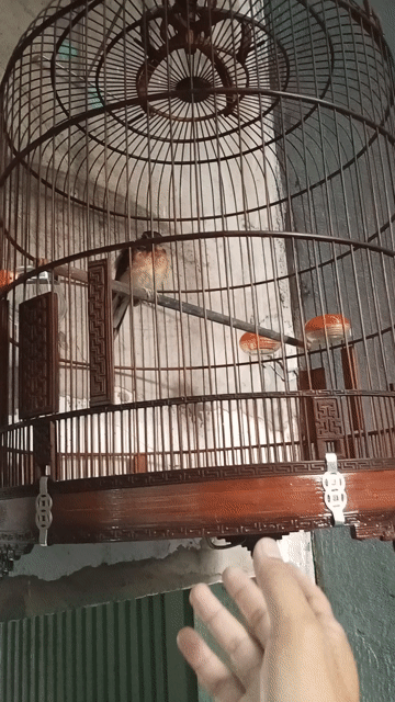 Chim đỏ đen . Mua bán Chim tại Quận Tân Phú Tp Hồ Chí Minh được đăng bởi Nguyễn Tấn hình 1