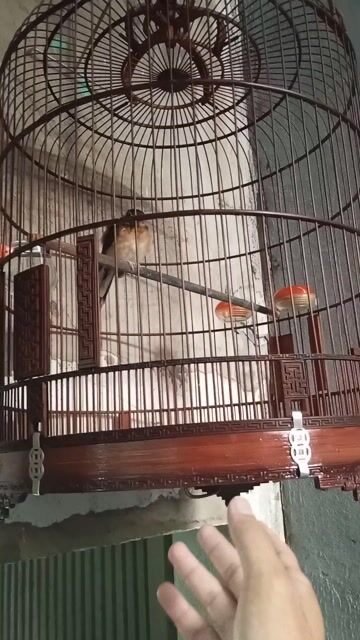 Chim đỏ đen . Mua bán Chim tại Quận Tân Phú Tp Hồ Chí Minh được đăng bởi Nguyễn Tấn hình 1