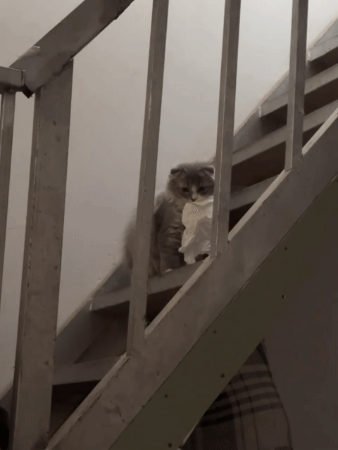 Mèo Anh lông dài Tabby xám 4 tháng. Mua bán Mèo tại Quận Tân Bình Tp Hồ Chí Minh được đăng bởi Minh Anh hình 1