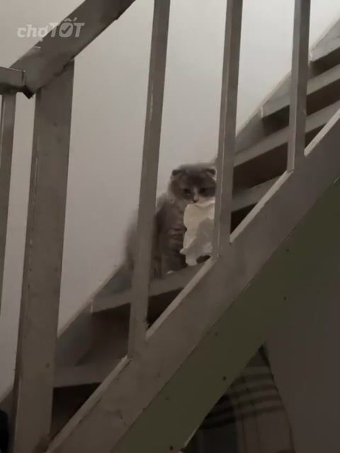 Mèo Anh lông dài Tabby xám 4 tháng. Mua bán Mèo tại Quận Tân Bình Tp Hồ Chí Minh được đăng bởi Minh Anh hình 1