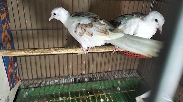 Chim Cu gáy Thái 3 tháng tuổi. Mua bán Chim tại Huyện Củ Chi Tp Hồ Chí Minh được đăng bởi chim cảnh Hiếu BiO hình 1