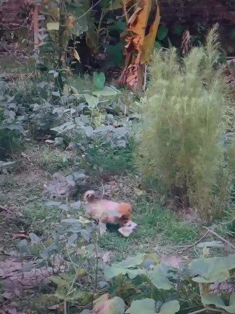 Chó Corgi lai Nâu trắng Thân thiện. Mua bán Chó tại Huyện Quỳnh Phụ Thái Bình được đăng bởi Pin Pin hình 1