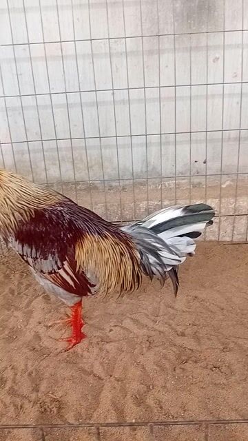 Gà Xám chuối 3kg. Mua bán Gà tại Huyện Thạnh Phú Bến Tre được đăng bởi BEN TRE GA DA  hình 1