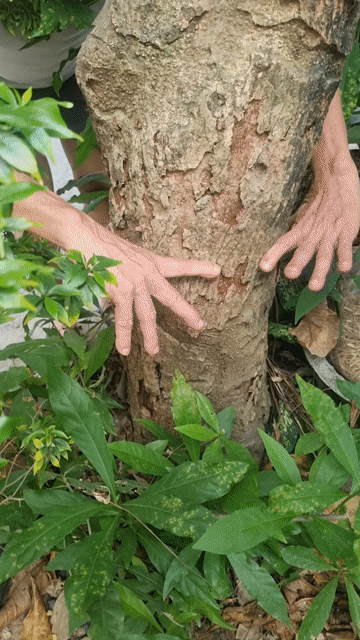 Cây lộc vừng 12 năm cao 3m có hoa. Mua bán Cây cảnh, đồ trang trí tại Thành phố Huế Thừa Thiên Huế được đăng bởi Nguyễn nam hình 1