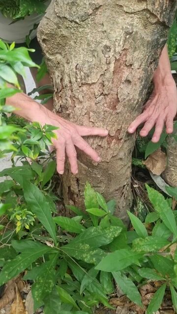 Cây lộc vừng 12 năm cao 3m có hoa. Mua bán Cây cảnh, đồ trang trí tại Thành phố Huế Thừa Thiên Huế được đăng bởi Nguyễn nam hình 1