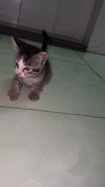 Mèo con 1 tháng tuổi. Mua bán Mèo tại Thành phố Thuận An Bình Dương được đăng bởi Vy Vy hình 1