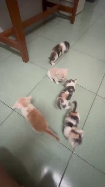 Mèo anh tam thể 2 tháng tuổi. Mua bán Mèo tại Thành phố Cao Lãnh Đồng Tháp được đăng bởi Vi Nguyen hình 1