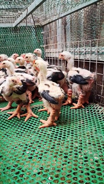 Gà Thuần chủng 7.8 lạng/con. Mua bán Gà tại Thành phố Dĩ An Bình Dương được đăng bởi chuyên cung cấp gà đông tảo thuần chủng  hình 1