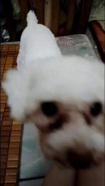 Chó Poodle trắng 6 tháng đã tiêm. Mua bán Chó tại Quận Thanh Xuân Hà Nội được đăng bởi Hồng Minh hình 1