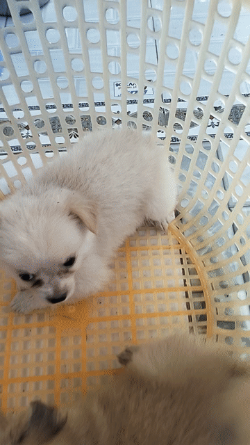 Chó Chihuahua lai Nhật trắng đực nâu cái. Mua bán Chó tại Huyện Cao Lãnh Đồng Tháp được đăng bởi Nhựt  hình 1