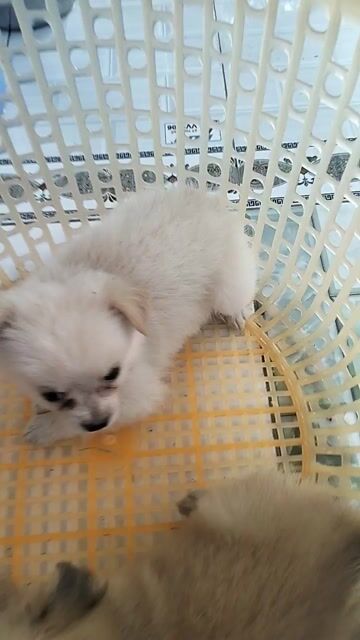 Chó Chihuahua lai Nhật trắng đực nâu cái. Mua bán Chó tại Huyện Cao Lãnh Đồng Tháp được đăng bởi Nhựt  hình 1