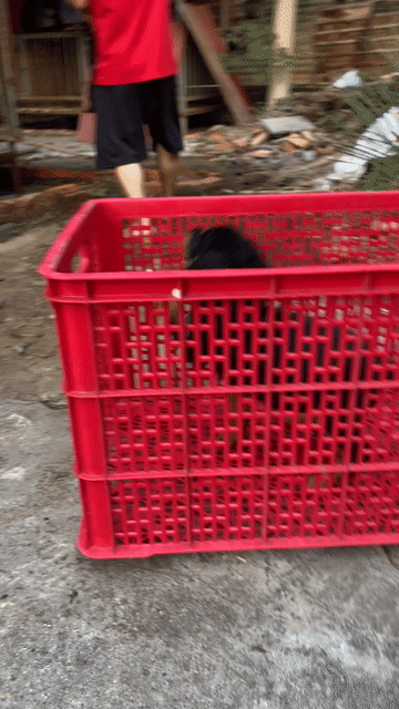 Chó Rottweiler con Đã chích ngừa. Mua bán Chó tại Thành phố Long Xuyên An Giang được đăng bởi Trại Chó Rottweiler Trị An hình 1