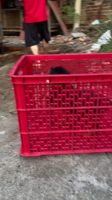 Chó Rottweiler con Đã chích ngừa. Mua bán Chó tại Thành phố Long Xuyên An Giang được đăng bởi Trại Chó Rottweiler Trị An hình 1