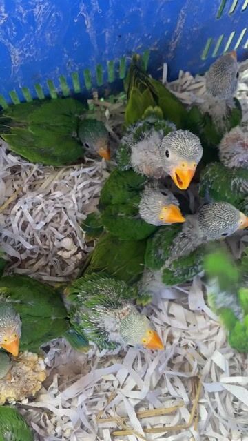 Vẹt baby xanh lá còn đút bột. Mua bán Chim tại Quận 12 Tp Hồ Chí Minh được đăng bởi đinh tuân hình 1