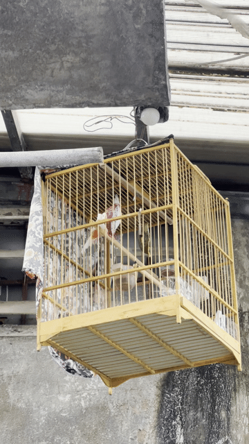 Chim chào mào lem tách đỏ Indo trống. Mua bán Chim tại Thành phố Thủ Đức Tp Hồ Chí Minh được đăng bởi Toàn Bán Xe Hãng hình 1