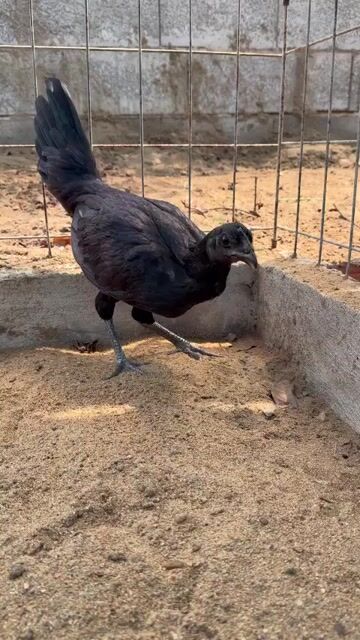 Gà Peri mỹ  4 tháng. Mua bán Gà tại Huyện Bình Chánh Tp Hồ Chí Minh được đăng bởi MINH MẪN hình 1