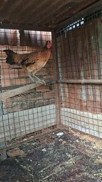 Gà mái nâu 1.7kg. Mua bán Gà tại Huyện Bình Chánh Tp Hồ Chí Minh được đăng bởi CÔNG TUẤN hình 1