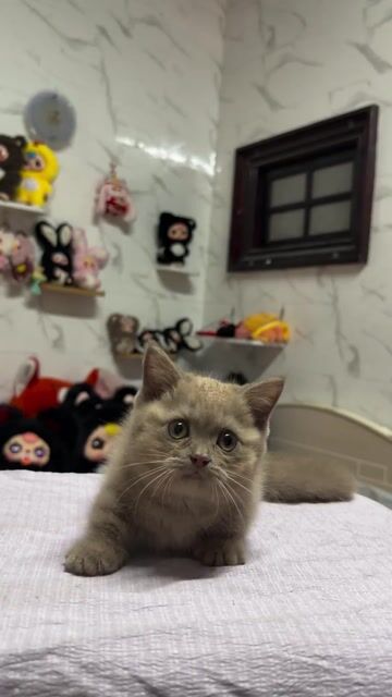 Mèo ALN Lilac Lùn sát đã tiêm 1 mũi. Mua bán Mèo tại Thành phố Nha Trang Khánh Hòa được đăng bởi Thảo hình 1
