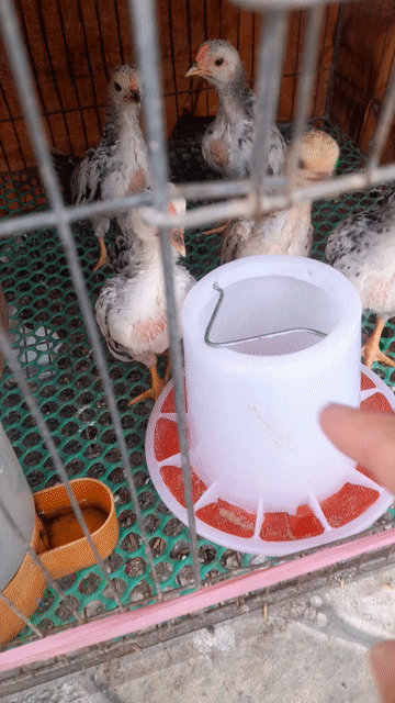 Gà An Giang. Mua bán Gà tại Huyện Châu Phú An Giang được đăng bởi Linh hình 1