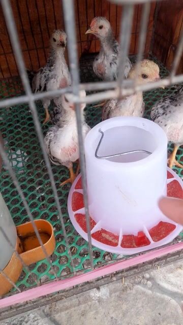 Gà An Giang. Mua bán Gà tại Huyện Châu Phú An Giang được đăng bởi Linh hình 1
