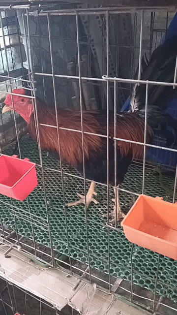 Gà Mỹ rặc đực 2.6kg đang thay lông. Mua bán Gà tại Huyện Bình Chánh Tp Hồ Chí Minh được đăng bởi Dang hình 1