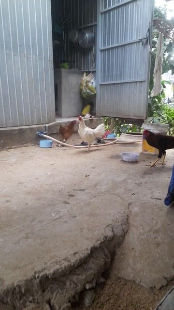 Gà An Giang mái trắng. Mua bán Gà tại Huyện Châu Phú An Giang được đăng bởi Linh hình 1