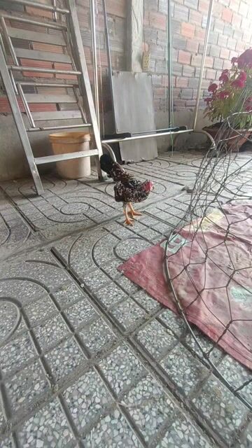 Gà tre Bắc trống 6 tháng. Mua bán Gà tại Huyện Châu Thành Tây Ninh được đăng bởi Trinh Hai hình 1