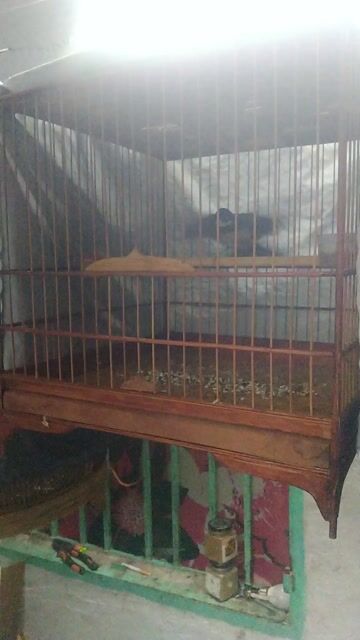 Chim rẻ quạt hót hay. Mua bán Chim tại Huyện Nhà Bè Tp Hồ Chí Minh được đăng bởi Kim Ngan Nguyen hình 1