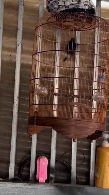 đất bổi 2 mùa Giọng hay-ktl -chim không lồng. Mua bán Chim tại Huyện Hóc Môn Tp Hồ Chí Minh được đăng bởi duy hình 1