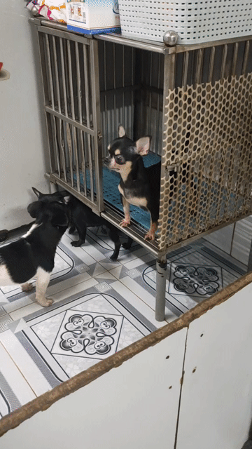 Chó Chihuahua Đen trắng Đực Phối giống. Mua bán Chó tại Quận Bình Thạnh Tp Hồ Chí Minh được đăng bởi Tài hình 1