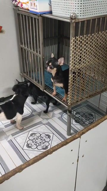 Chó Chihuahua Đen trắng Đực Phối giống. Mua bán Chó tại Quận Bình Thạnh Tp Hồ Chí Minh được đăng bởi Tài hình 1