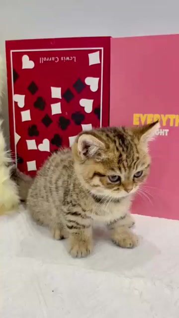 Mèo Anh lông ngắn Đực Cái. Mua bán Mèo tại Quận Gò Vấp Tp Hồ Chí Minh được đăng bởi Nimiu hình 1