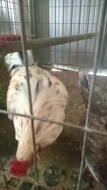 Gà trống 3.5kg Trắng chân vuông. Mua bán Gà tại Thành phố Trà Vinh Trà Vinh được đăng bởi huỳnh liêm hình 1