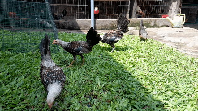 Bày gà chuối Grey Hatch. Mua bán Gà tại Thành phố Thủ Đức Tp Hồ Chí Minh được đăng bởi Hùng hình 1