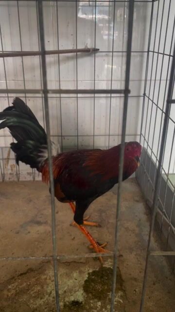 tre tơ cb lai. Mua bán Gà tại Quận Tân Phú Tp Hồ Chí Minh được đăng bởi Hồ Tuấn hình 1