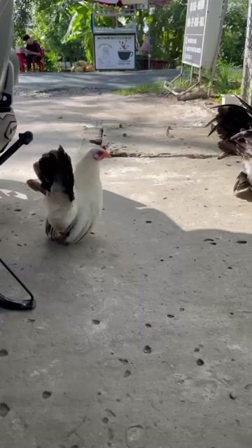 Gà kiểng Serama Trắng Đen. Mua bán Gà tại Huyện Thới Lai Cần Thơ được đăng bởi Huỳnh Minh khôi  hình 1